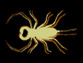 vinegaroon